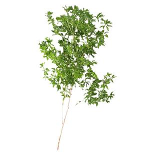 进口马醉木水培植物小叶吊钟办公室客厅家庭高端落地水养绿植