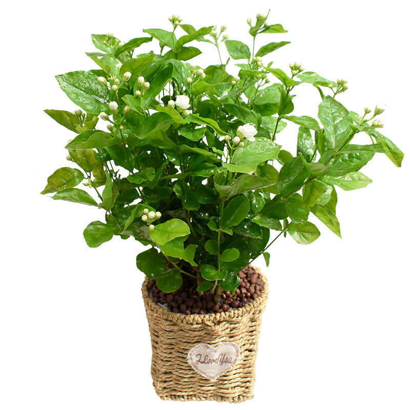 绿植重瓣阳台香水茉莉花盆栽