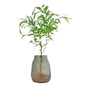 水培植物佛肚竹盆景老桩罗汉竹盆栽室内桌面好养耐阴耐寒绿植竹子