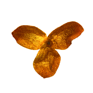 2024年新会冬后天马大红皮新皮广东生晒陈皮老树圈枝柑官方旗舰店