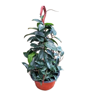 球兰带花大苗羊脂玉球兰花盆栽贝拉卷心叶攀援爬藤植物四季花卉