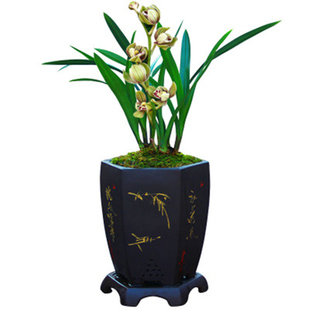 带盆三叶青苗 三叶青种苗 金线吊葫芦苗带盆药材苗种植苗清热解毒