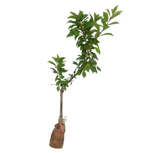 李子树苗嫁接早熟米李青李迟熟钱排三华李蜂糖李果树苗南北方种植