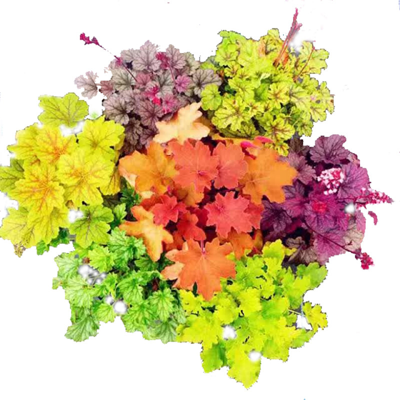 矾根盆栽花苗进口观叶花植物多色多年生彩叶草花卉强耐寒室外庭院