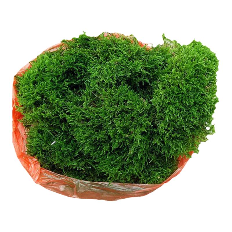 现刨鲜活苔藓 微景观假山造景盆栽水陆缸DIY迷你植物草皮包邮青苔