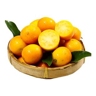 新鲜脆皮金桔正宗广西新鲜脆皮金柑新鲜应季水果独立包装脆皮金橘