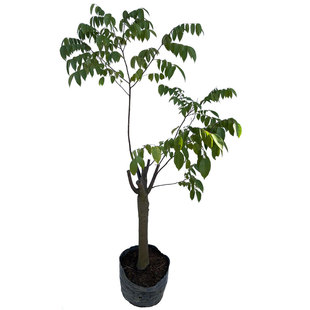 杨桃树苗嫁接四季泰国红杨桃马来西亚台湾甜杨桃地栽盆栽南方果苗