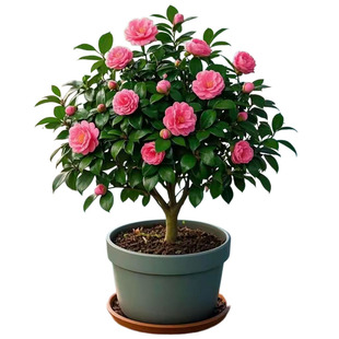 茶花树苗盆栽山茶花卉苗带花苞五色赤丹四季香妃红白名贵室内植物