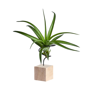 空气凤梨无土植物创意支架托悬挂底座室内桌面摆件绿植小盆栽好养