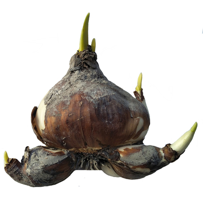 水仙花种球盆栽冬季复瓣水养花卉