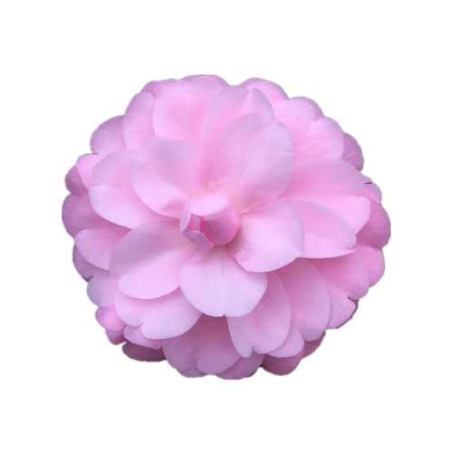 乌马克 云杂粉色茶花大花高档名贵山茶花美人艳