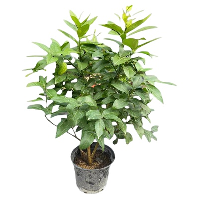 农大缘艺香水柠檬树盆栽四季结果