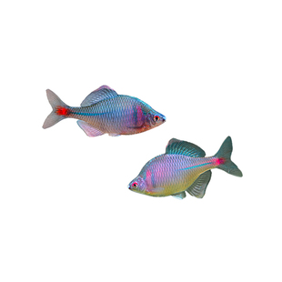 鳑鲏鱼观赏鱼冷水鱼吃藻鱼原生鱼高体旁皮活体小型鱼淡水鱼好养活