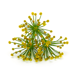 新鲜莳萝花20朵小茴香花香料西餐日料酒店摆盘装饰点缀鲜食用花草