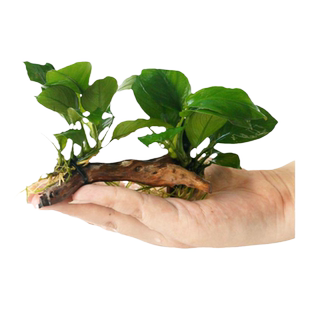 水榕水草沉木水草懒人阴性活体九冠鱼缸真草植物大叶榕迷你榕造景