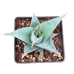 步行者虎皮兰 冷门稀缺多肉植物小盆栽 珍藏品龙舌兰科硬叶大花卉