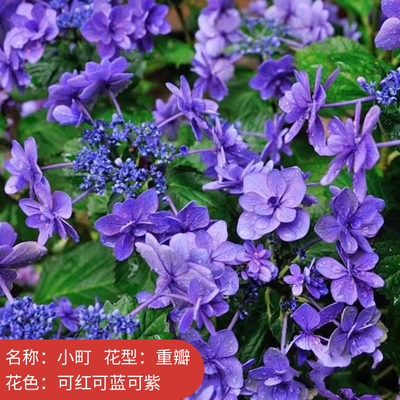 绣球花苗盆栽室内阳台庭院植物四季开花卉无尽夏带花苞耐寒老桩秀