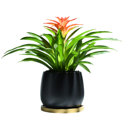 鸿运当头创意植物室内耐阴绿植