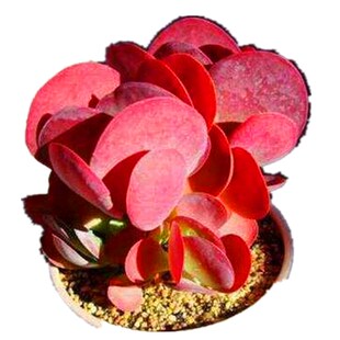 多肉植物 唐印多头火红色阳台庭院豪华精品奇趣进口品种盆栽花卉