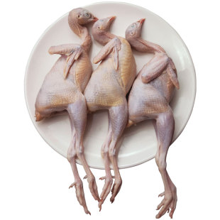 新鲜老鹧鸪鸟活体现杀嘎嘎鸡斑鸠鸟飞龙肉农家散养鹧鸪肉生鲜鸟肉