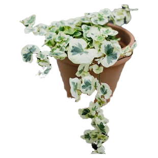 雪莹雪萤月光灯常春藤铜钱草爬藤观叶室内绿植白油画竹芋婚礼吊兰