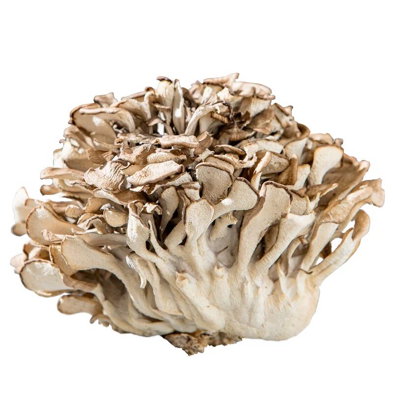 姜妍同款新鲜干巴菌味灰树花菇