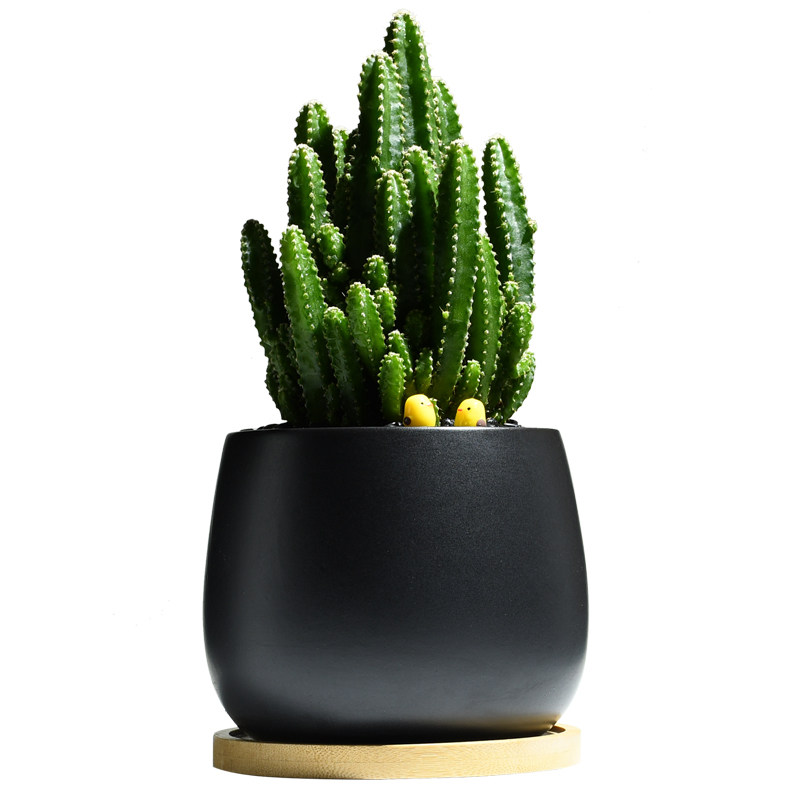 万重山室内小盆栽仙人掌耐旱好养植物办公室创意桌面净化空气绿植