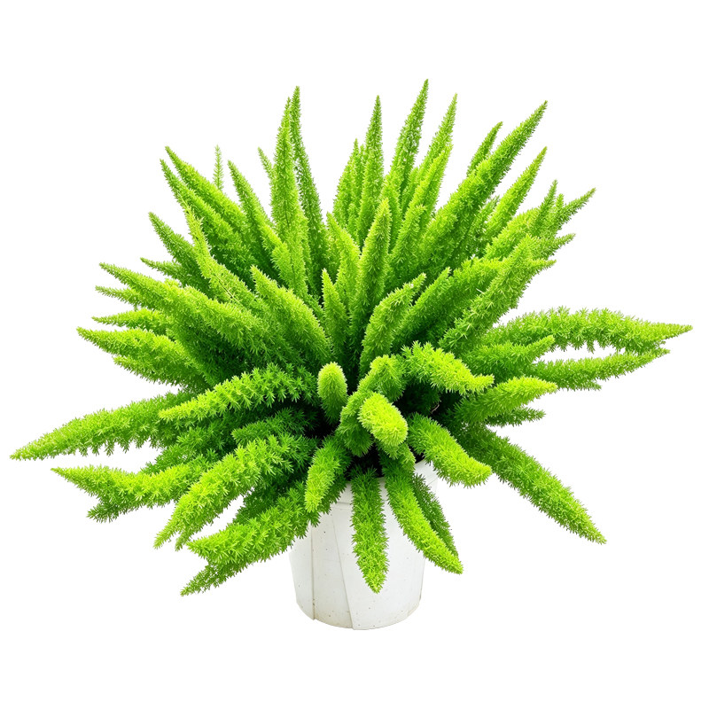 精品狐尾天门冬盆栽地栽四季常青绿植狐尾草室内客厅阳台庭院植物