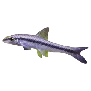 黑线飞狐除藻鱼工具鱼老虎小精灵热带观赏鱼活体一线飞狐清洁垃圾