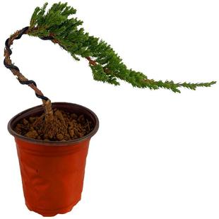 盆栽迎客松盆景真树苗地柏造型苗四季常青室内外庭院植物耐寒耐热