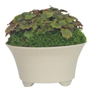 姬虎耳草假山造景苔藓桌面迷你盆栽儿童蕨类雨林缸植物创意微景观