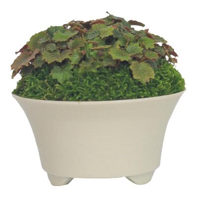 创意迷你植物幼儿园盆栽姬虎耳