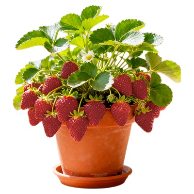 草莓秧苗四季结果盆栽对版包结果
