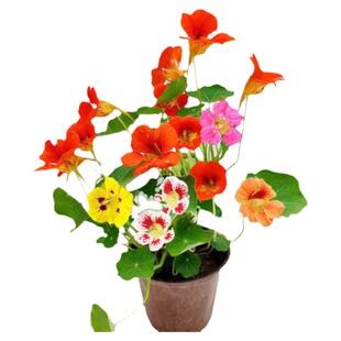 旱金莲种子七彩花种籽室内外盆栽垂吊荷花四季播开花易活碗莲花籽