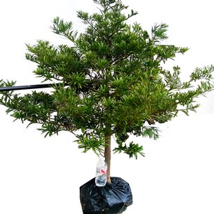 罗汉松树苗造型大树庭院名贵易养绿植正宗小叶雀舌台湾罗汉松盆景