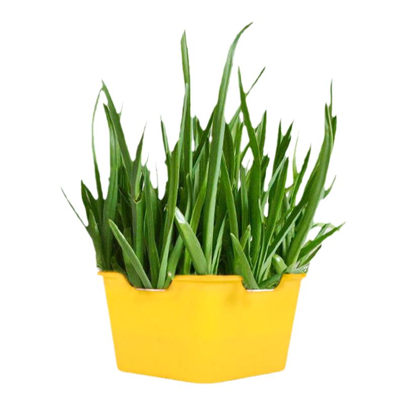 四季芽苗菜种子西兰花菜苗种籽孑四季种植蔬菜芽菜无土水培西蓝花
