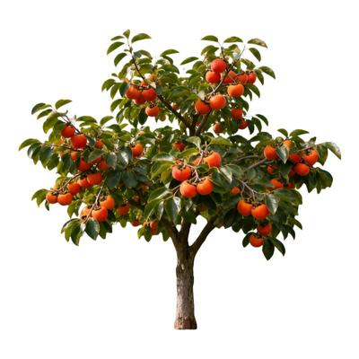 【当年结果】特大脆甜柿子树耐寒