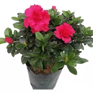 西洋杜鹃批发带花苞多品种庭院植物花卉盆栽厂区工程绿化带优质苗