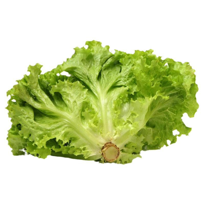 绿毛罗莎生菜新鲜轻食绿珊瑚健身清洗沙拉蔬菜烤肉生菜500g