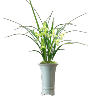 冬带花苞出售兰花苗春剑翠荷素 浓香四溢室内花卉盆栽好养绿植