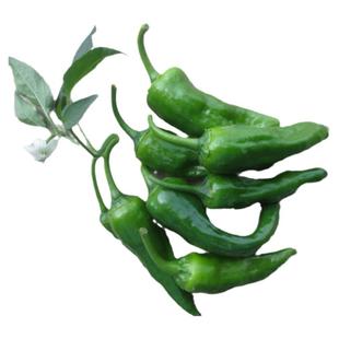 5斤礼篮江西特产正宗余干丰收辣椒农家新鲜现摘枫树土辣椒青辣椒