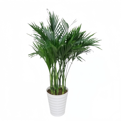 散尾葵植物客厅盆栽绿植凤尾竹大号客厅盆景室内办公室前台高级感