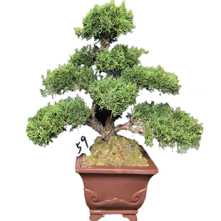 一图一拍老盆精品济州真柏阳台庭院客厅造型盆栽老桩迎客松常青树