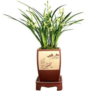 德芳兰业兰花四季建兰素心铁骨素梅客厅浓香花卉绿植园艺盆栽基地