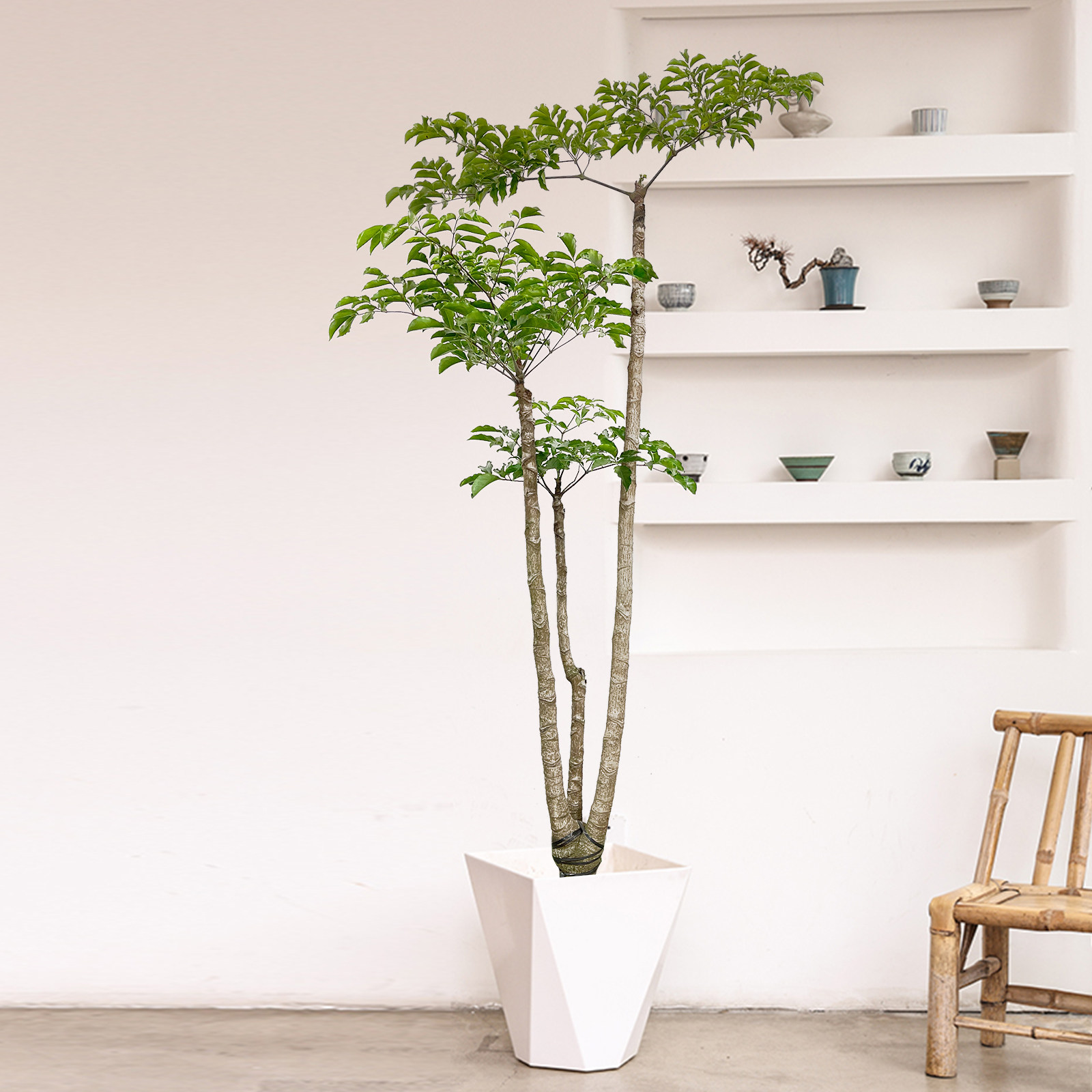 幌伞枫原生老桩大幸福树大型盆栽室内客厅绿植办公室植物庭院盆景