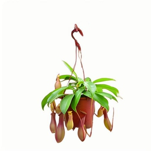 猪笼草盆栽捕蝇草食虫草食人花驱蚊虫超大猪笼草四季绿植趣味盆栽