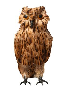 仿真猫头鹰摆件真羽毛模型