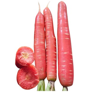 冰糖透心红胡萝卜种子秋季播水果胡萝卜三红七寸胡萝卜籽紫红心