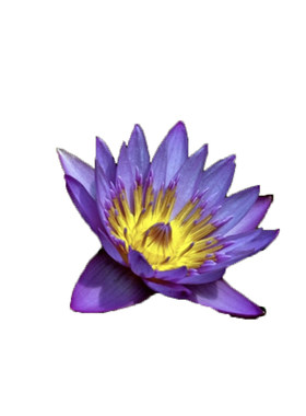 埃及紫色芳香四季种植开花蓝睡莲