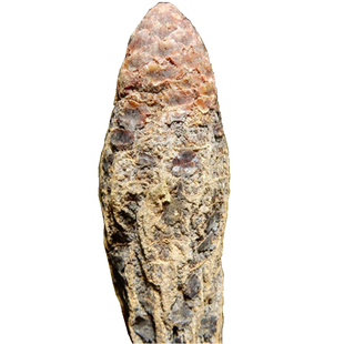 锁阳城锁阳泡酒料甘肃瓜州 冬季金锁阳切片打粉特级500克包邮